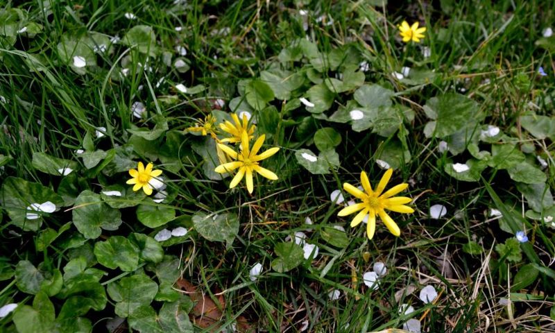 favagello in giardino: Ranunculus ficaria